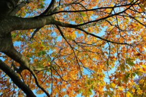 Scopri di più sull'articolo Il Foliage in Val Brembana: a piedi o in bicicletta immersi nei colori dell’autunno
